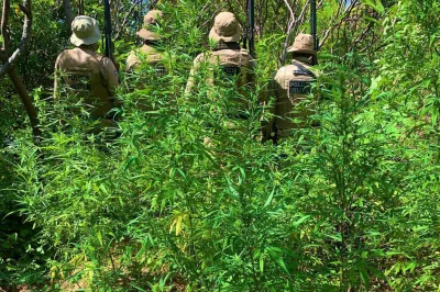 Em 24h, PM erradica 16,2 mil pés de maconha em Curaçá