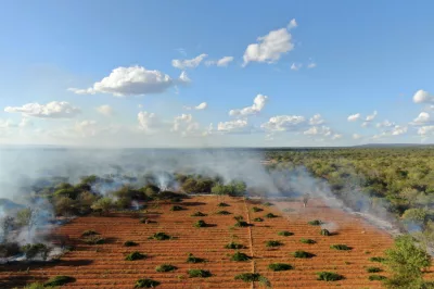 Cipe Caatinga erradica 36 mil pés de maconha em Campo Formoso