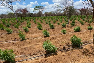 Plantio com 120 mil pés de maconha é localizado em Umburanas
