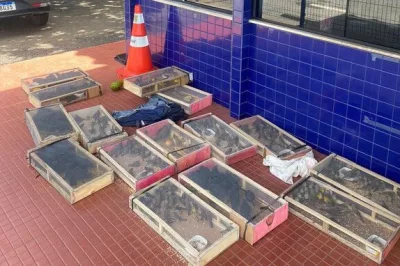 Irmãos são detidos pela segunda transportando pássaros amontoados dentro de carro