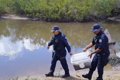 Caranguejos comercializados ilegalmente são apreendidos em Esplanada