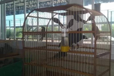 Em Vitória da Conquista, PRF resgata 24 aves silvestres transportadas em um ônibus