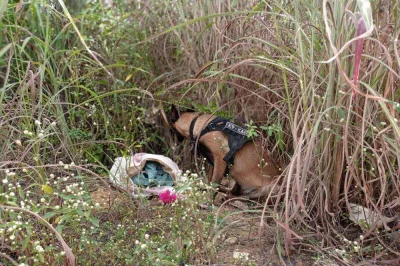 Cão policial localiza 4,5 kg de cocaína abandonados em área de mato