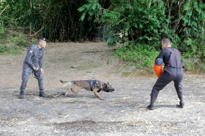 Companhia da Polícia Militar prepara cães para salvar e proteger vidas na Bahia