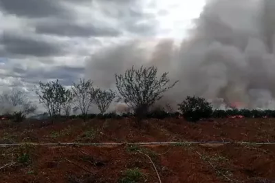 PF e PM erradicam 13 mil pés de maconha no Norte da Bahia