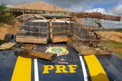 Azulão e outros pássaros são resgatados durante operação da PRF e INEMA em Jeremoabo