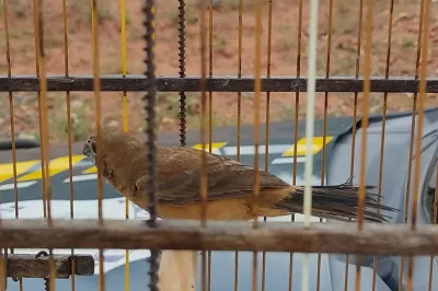 PRF flagra crime ambiental e resgata animais silvestres em Paulo Afonso