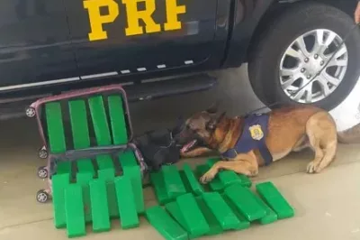 Com cão farejador, PRF apreende 24 kg de maconha com passageira de ônibus interestadual