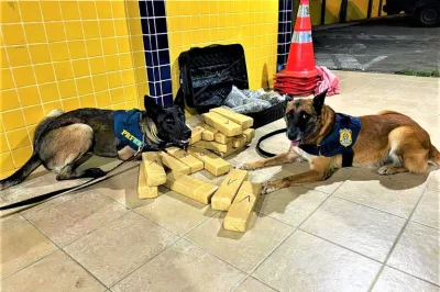 Com auxílio de cães de faro, PRF encontra maconha e skunk escondidos em bagagem de mulher que viajava num ônibus interestadual