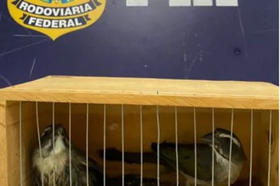 PRF flagra crime ambiental e resgata pássaros silvestres transportados irregularmente em ônibus de viagem