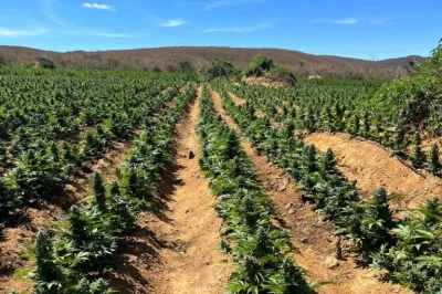 Polícia erradica 187 mil pés de maconha no interior da Bahia