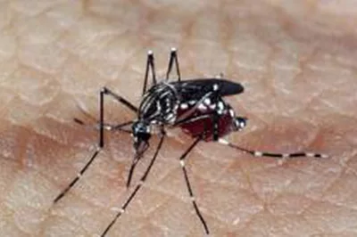 Novos casos de dengue e chikungunya são registrados no interior da Bahia