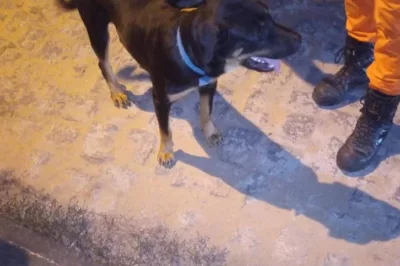 Bombeiros resgatam cachorro Rottweiler que estava solto em ruas de cidade baiana