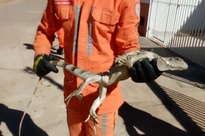 Iguana de 1,5 metro é resgatada por integrantes do 17º Batalhão de Bombeiros Militar em Barreiras