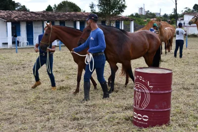 Circuito Portal da Marcha Campolina: Criadores transformam Alagoinhas em grande vitrine da raça