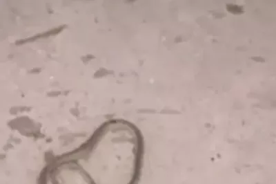 Cobra é encontrada em bebedouro de escola no interior da Bahia