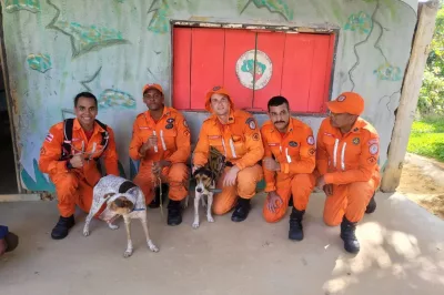 Cachorros perdidos por oito dias em morro na Bahia são resgatados por bombeiros