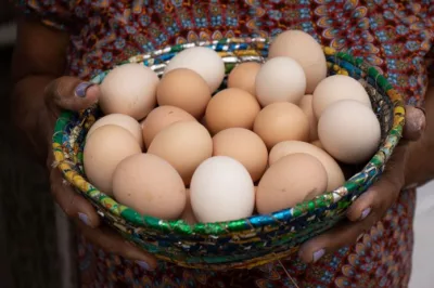 Estudantes de Guanambi criam chocadeira com comando à distância para produtores rurais