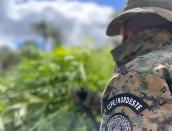 Plantações com 60 mil de pés de maconha são destruídas pela polícia na Bahia