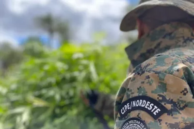 Plantações com 60 mil de pés de maconha são destruídas pela polícia na Bahia