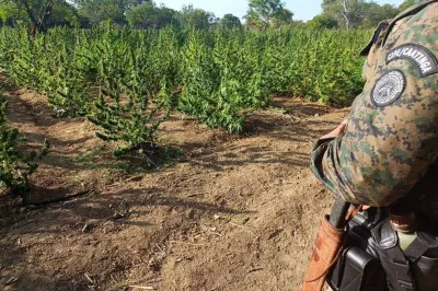 PF e SSP erradicam mais de 130 mil pés de maconha encontrados em cidades da Bahia e Pernambuco