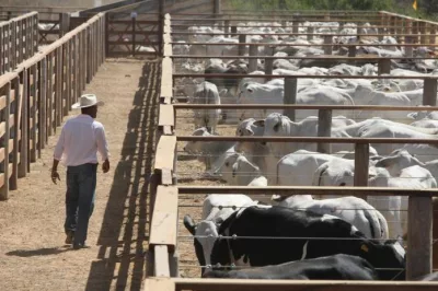 PIB do agronegócio totaliza R$ 32 bilhões no 2º trimestre de 2023, com participação de 28% na economia baiana
