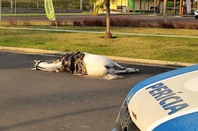 Homem e cavalo são mortos após cavalgada em Feira de Santana