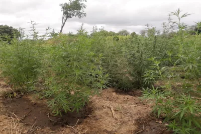 Em menos de 72h, sobe para 43 mil o número de pés de maconha erradicados em Curaçá