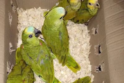 Quarenta e seis aves silvestres são resgatadas pela Cippa em Lençóis