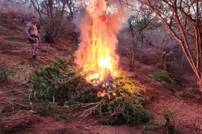 Ação conjunta da PM erradica plantação de maconha e apreende 17kg da erva