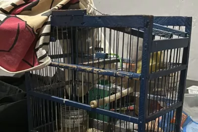 Homem é preso acusado de maltratar e matar cachorro na Bahia