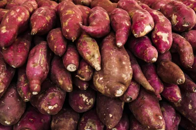 Bahia tem mercado promissor e clima favorável para a produção de batata doce