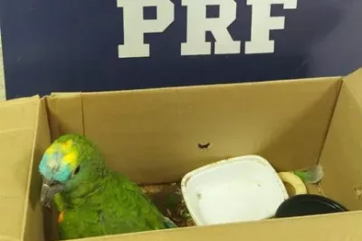 Passageira de ônibus é flagrada transportando papagaio em caixa de papelão