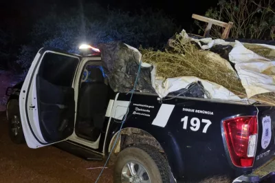 Polícia encontra 2 mil pés de maconha e 40 kg da erva em Sento Sé