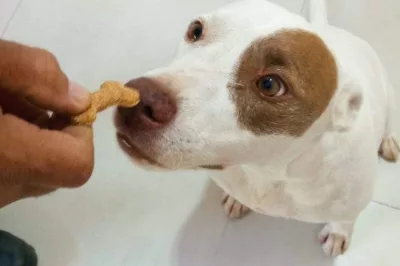 Baianos desenvolvem petisco para cachorros à base de farinha de casca do ovo