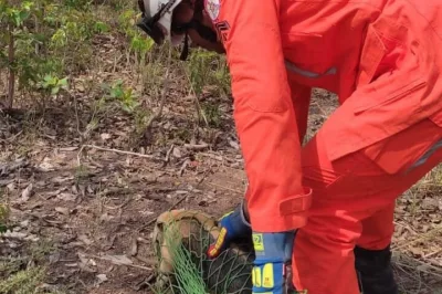 Tamanduá-mirim entra em residência e precisa ser resgatado por bombeiros