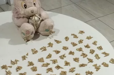 PM encontra cocaína dentro de bicho de pelúcia em Simões Filho; suspeita consegue fugir