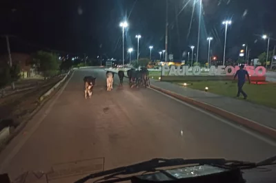 PRF realiza operação de recolhimento de animais nas rodovias federais da região de Paulo Afonso