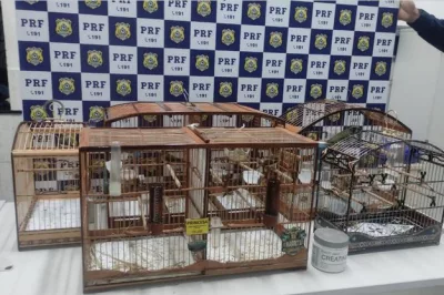 Em duas ocorrências distintas na Bahia, PRF resgata 52 aves silvestres
