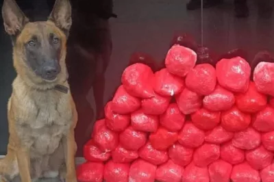 Com ajuda da cachorra Zhara, polícia encontra drogas dentro de mochilas, na Bahia