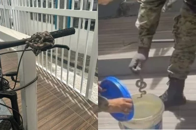 Seis jiboias enroladas em bicicletas são resgatadas pela Coppa da Polícia Militar