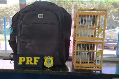 PRF flagra motociclista transportando ‘Coleirinha’ na BR-101