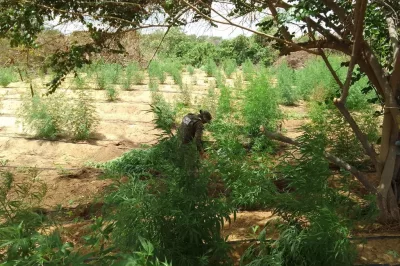 PM e PF erradicam cerca de 35 mil pés de maconha na cidade de Curaçá