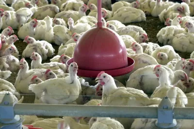 Avicultura baiana cresce acima da média nacional e lidera produção no Nordeste