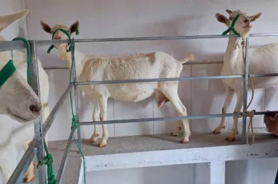 Renda de produtores de leite de cabra dos municípios de Uauá e Curaçá tem aumento de 72%