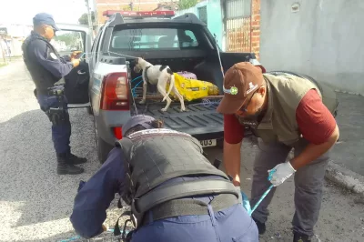 Alagoinhas: Sedea e GCM Ambiental intensificam ações de fiscalização e combate a maus-tratos contra animais