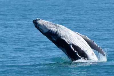 Bolsonaro depõe sobre caso de suposta importunação de animal marinho