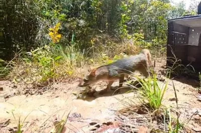 Inema realiza tratamento e soltura de cachorro-do-mato vítima de atropelamento em Praia do Forte