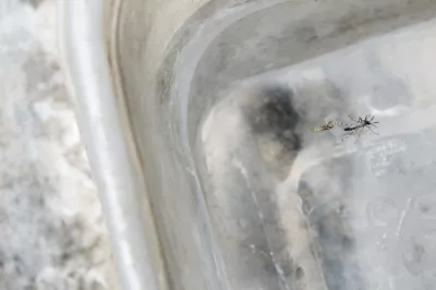 Com 175 municípios em epidemia de dengue, Bahia realiza Semana de Mobilização e Combate ao Aedes aegypti