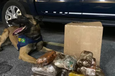 Com auxílio de cão farejador, PRF apreende cocaína, maconha e crack em ônibus na BR-116